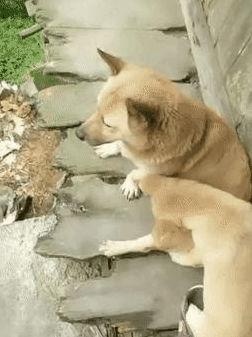 狗崽直播爆料视频大全,揭秘娱乐圈幕后真相 第3张 狗崽直播爆料视频大全,揭秘娱乐圈幕后真相 第3张