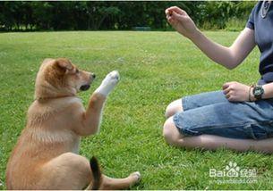狗培训视频在线观看,精选在线视频教程一览  第3张